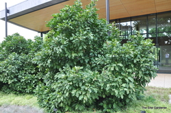 Magnolia 'Ann' — photo 3